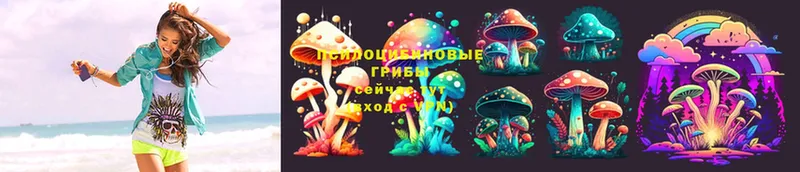 наркота  Верещагино  Псилоцибиновые грибы Magic Shrooms 